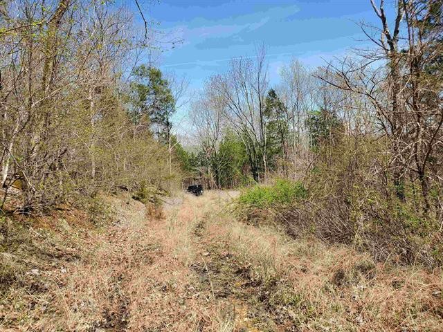0 Lady Finger Bluff Road Linden, TN 37096 - Photo 18 of 28 Gallery Image 18