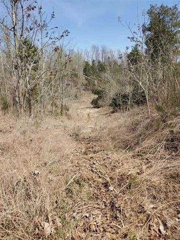 0 Lady Finger Bluff Road Linden, TN 37096 - Photo 23 of 28 Gallery Image 23