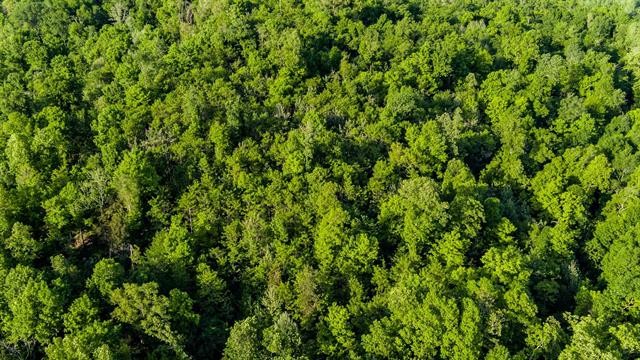 0 Lady Finger Bluff Road Linden, TN 37096 - Photo 7 of 28 Gallery Image 7