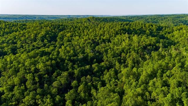 0 Lady Finger Bluff Road Linden, TN 37096 - Photo 10 of 28 Gallery Image 10