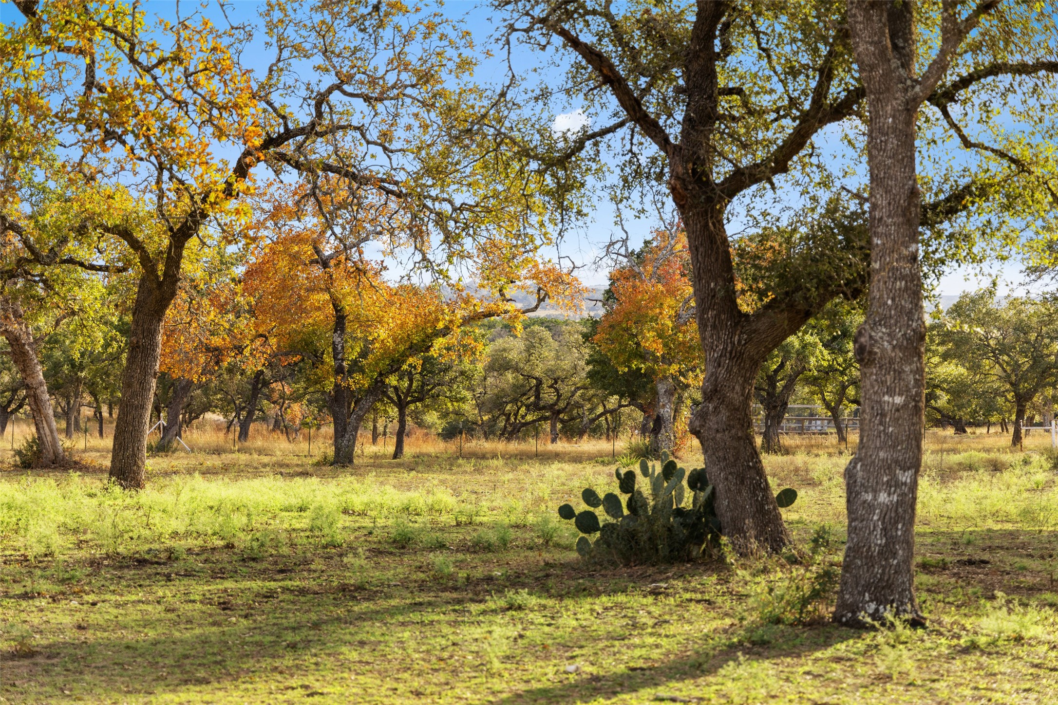 751 Prochnow Road Dripping Springs, TX 78620 - Photo 33 of 40 View of landscape