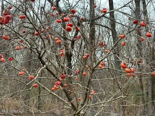 $379,900 | 1488 Hugh Taylor Road, Senatobia, MS 38668