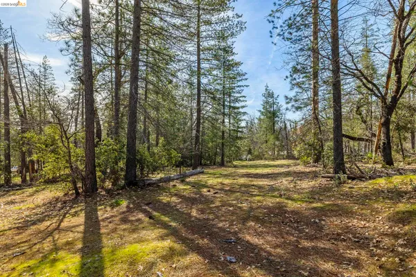 a view of a yard with trees