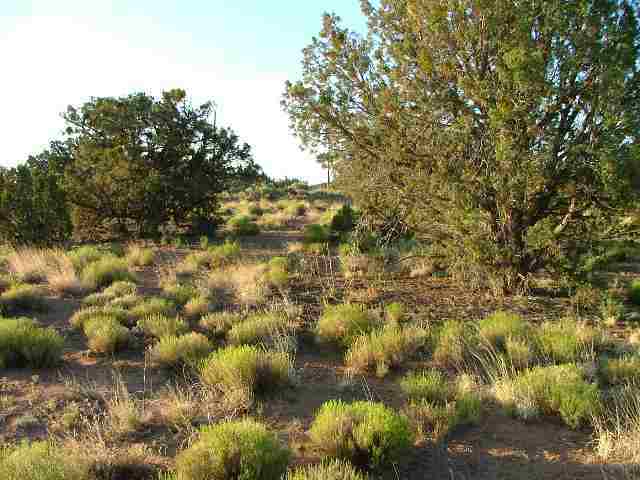 4018 East Pinto Road Snowflake, AZ 85937 - Photo 4 of 5