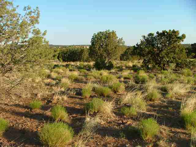 4018 East Pinto Road Snowflake, AZ 85937 - Photo 5 of 5 a view of a yard