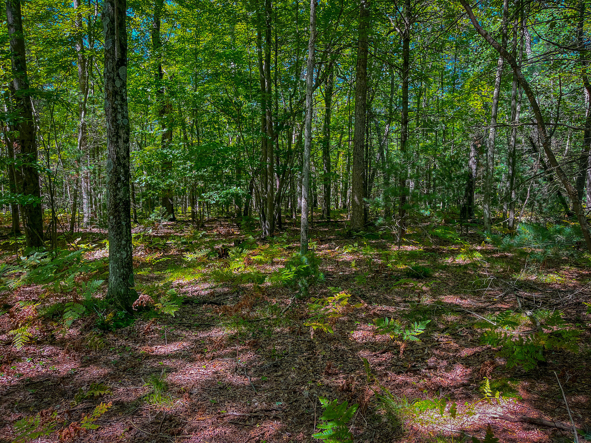 V/l Jay Road Whitehall, MI 49461 - Photo 2 of 13 IMG_4936