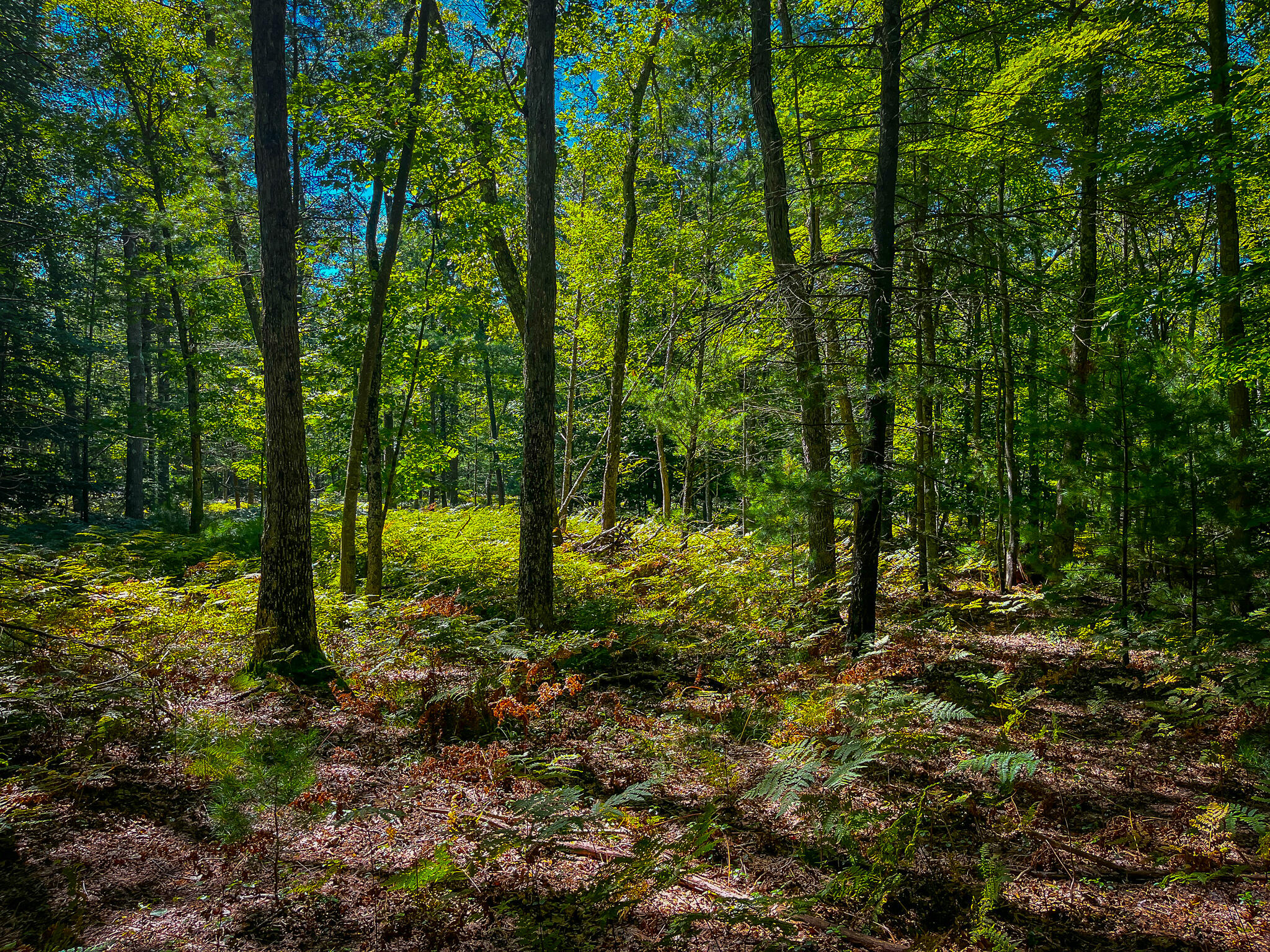 V/l Jay Road Whitehall, MI 49461 - Photo 3 of 13 IMG_4937