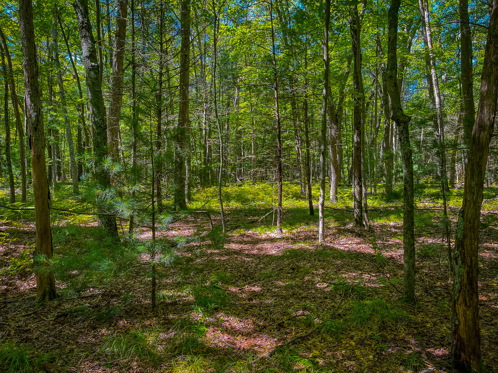 V/l Jay Road Whitehall, MI 49461 - Photo 4 of 13 IMG_4938