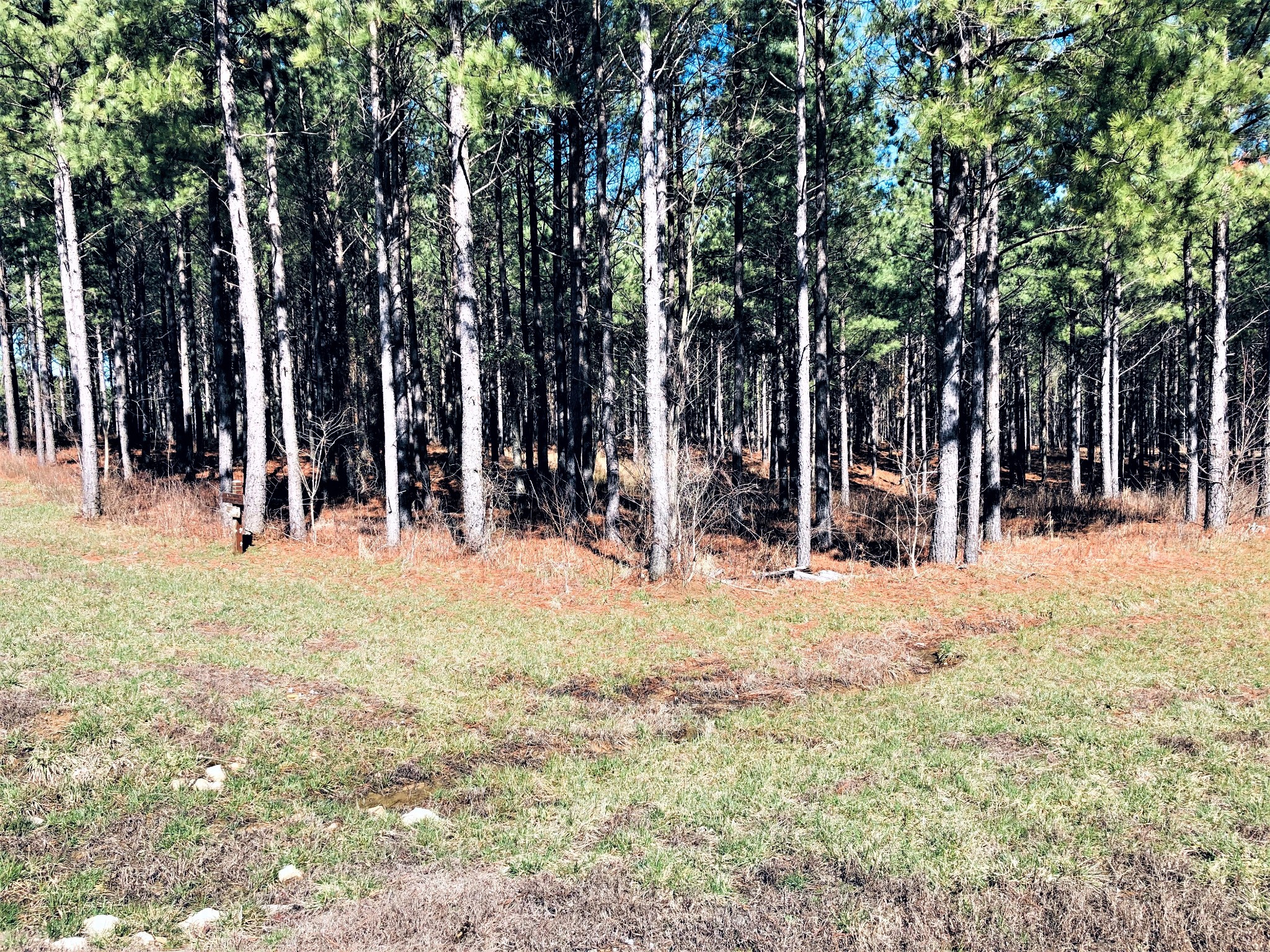 0 River Bluffs Drive Jasper, TN 37347 - Photo 19 of 26 a view of large trees with of trees