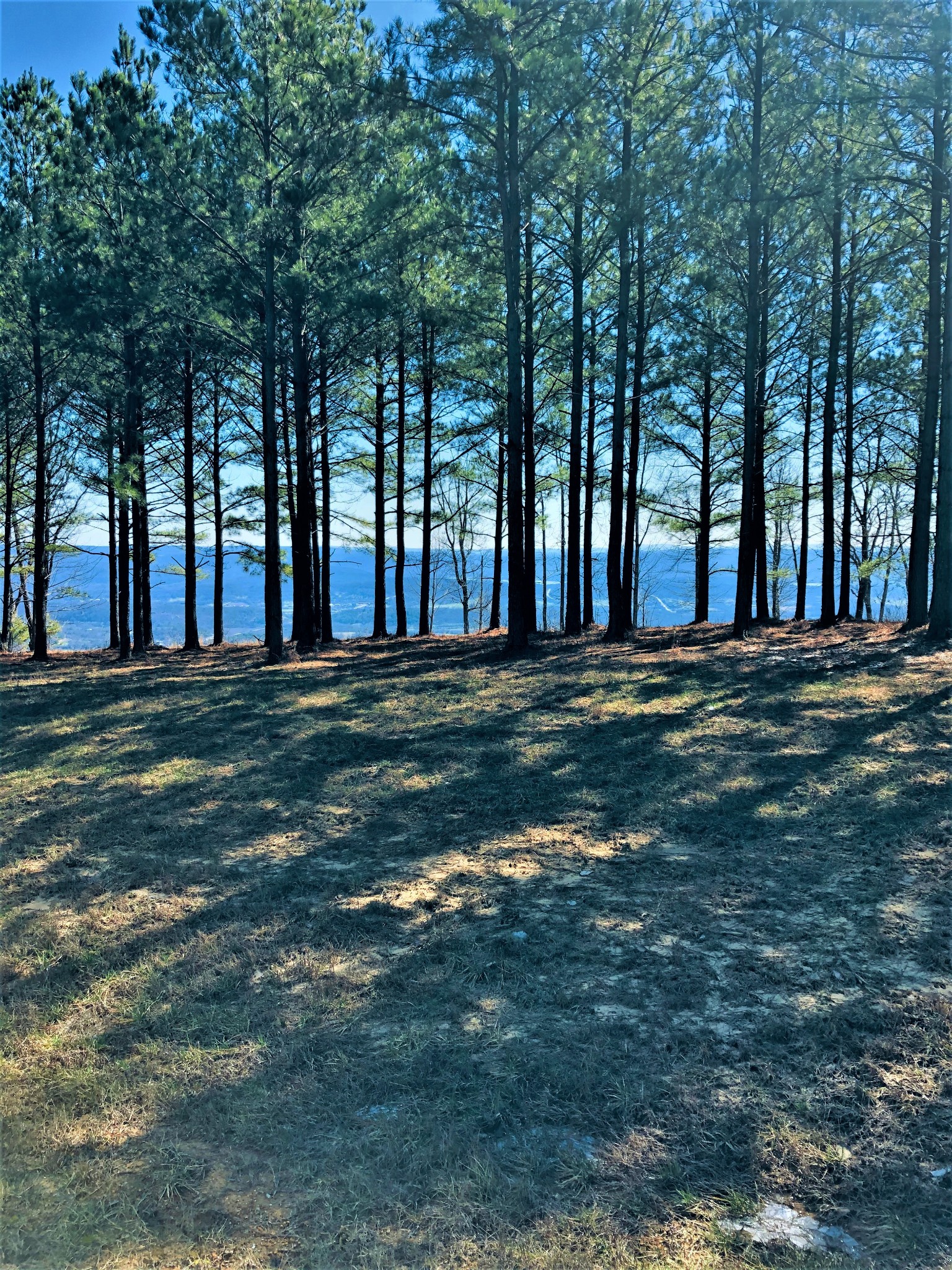 0 River Bluffs Drive Jasper, TN 37347 - Photo 20 of 26 a big yard with trees in front of it