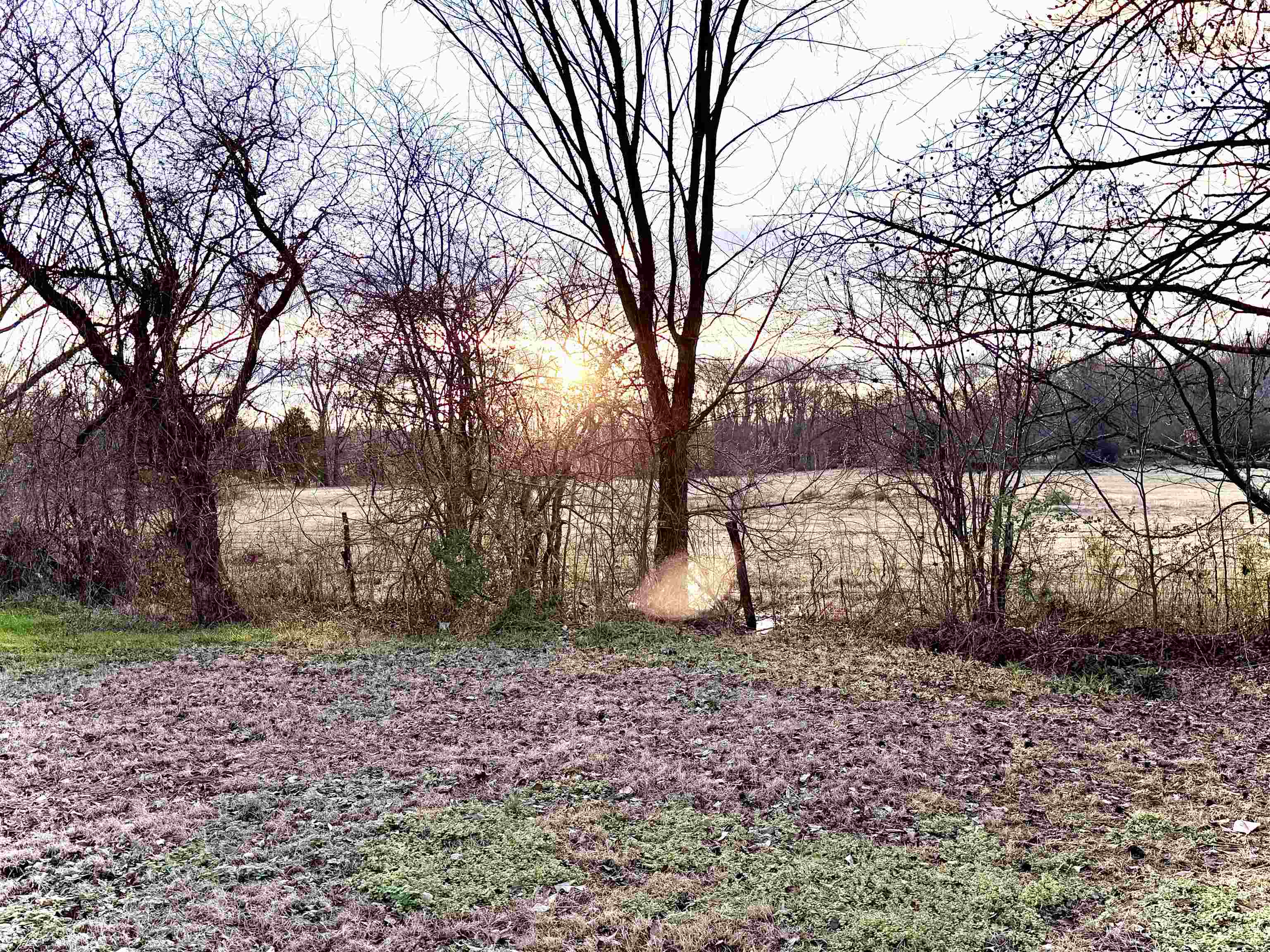 800 Highway 59 Mason, TN 38049 - Photo 10 of 11 a view of a yard with plants and trees