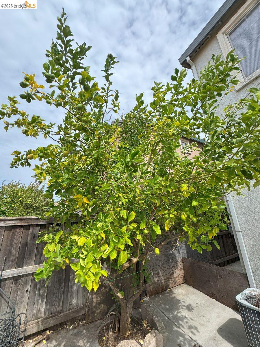 645 Rockspray Circle Pittsburg, CA 94565 - Photo 26 of 31 a picture of flowers