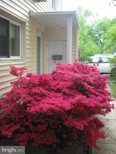 Just some of the Spring Foliage
