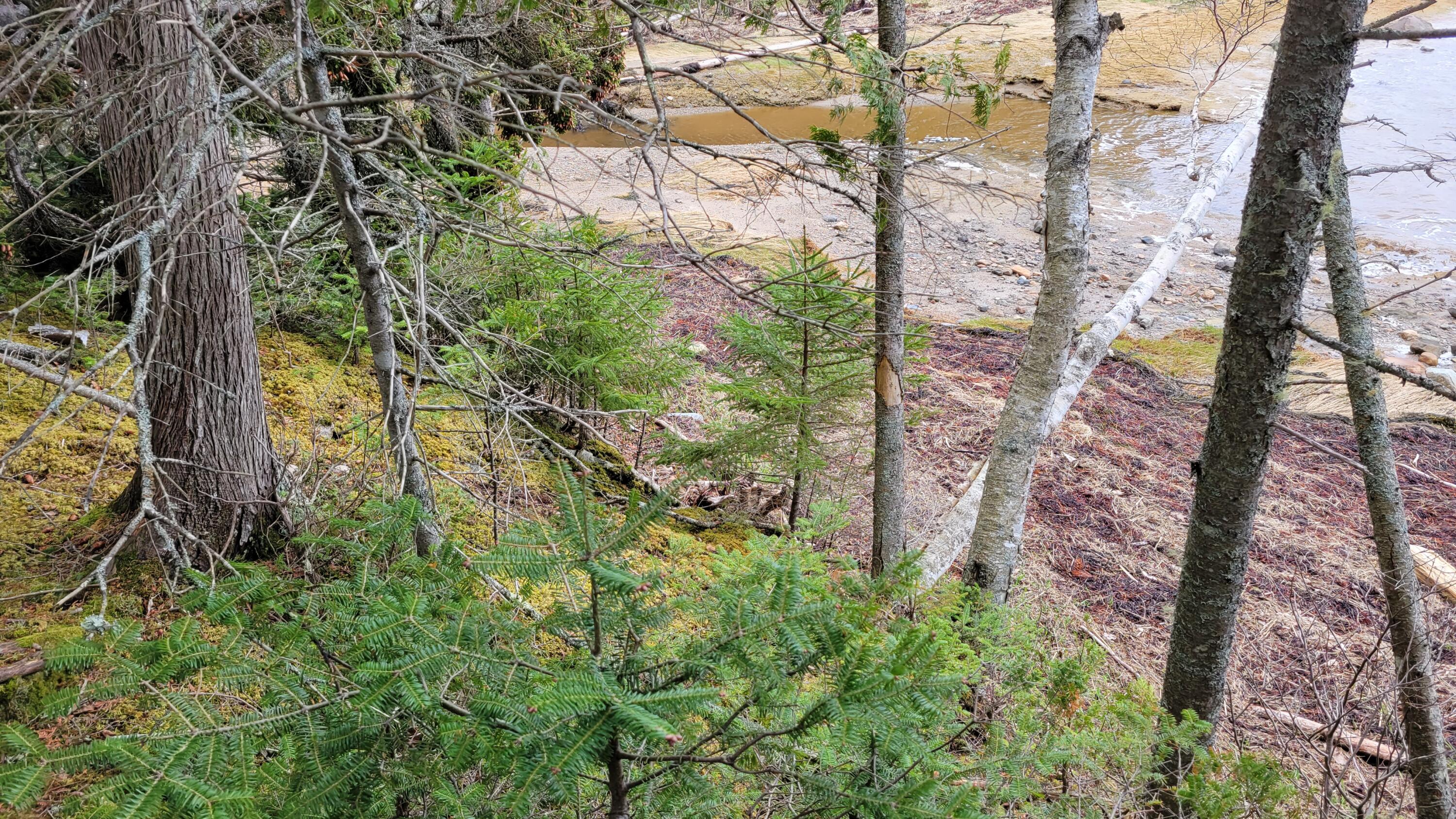 Map58-lot4 Paul Bunyan Road Corea, ME 04624 - Photo 13 of 19 20230504_122419