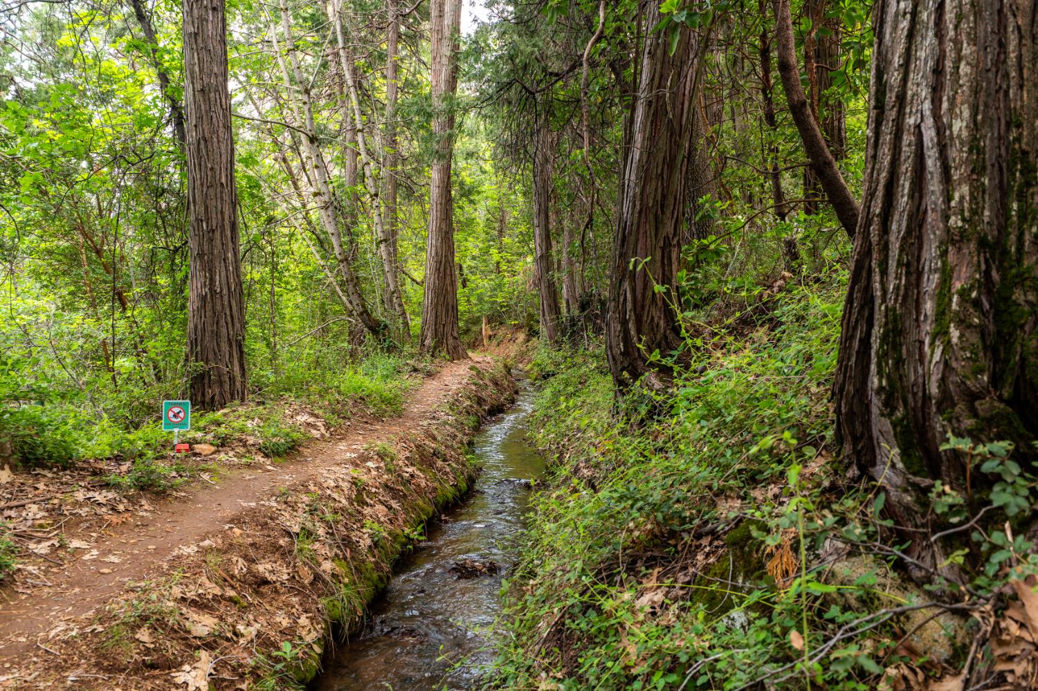 12278 Cement Hill Road Nevada City, CA 95959 - Photo 57 of 61 a view of a garden with plants and trees