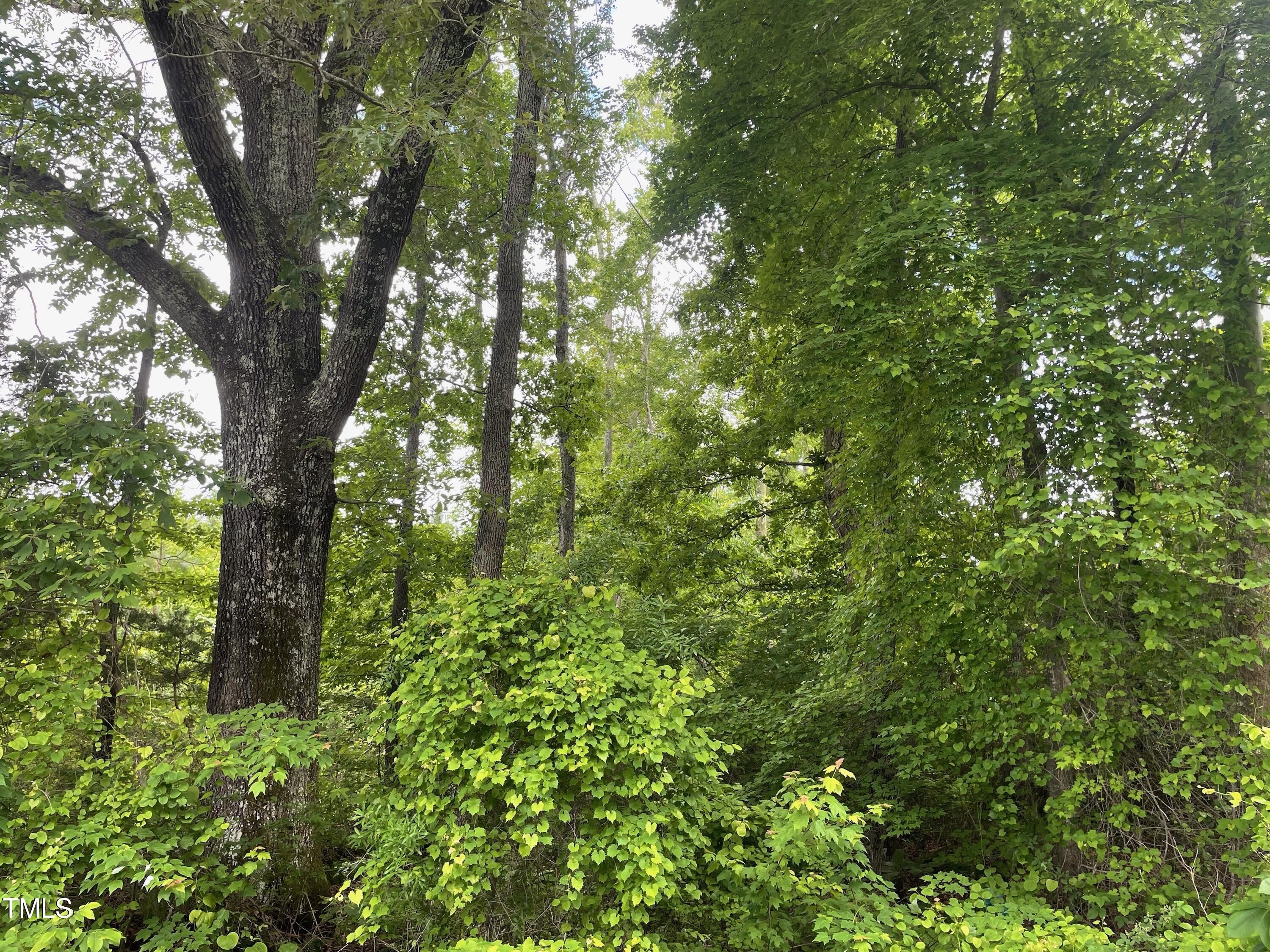 Tbd Oxford Road Roxboro, NC 27574 - Photo 3 of 5 a view of a lush green forest
