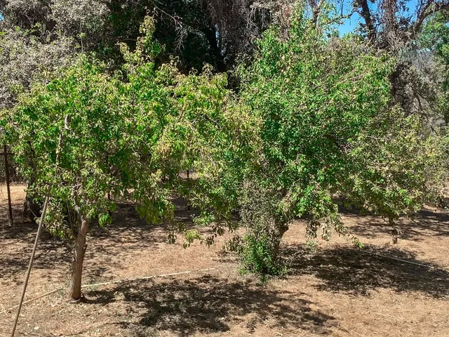 $595,000 | 5857 Allred Road, Mariposa, CA 95338