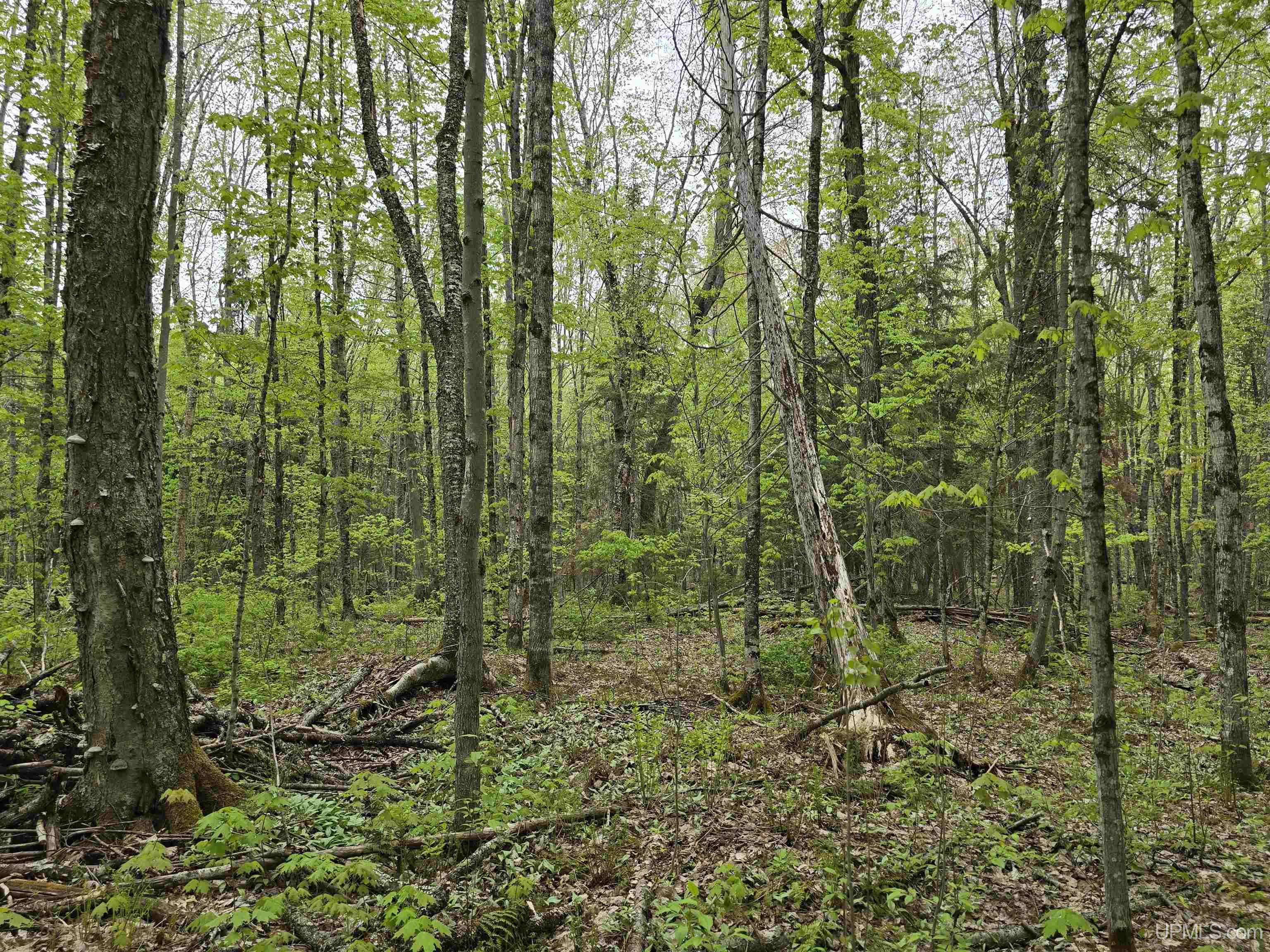 Lot 37 Yellow Road Pelkie, MI 49958 - Photo 11 of 34