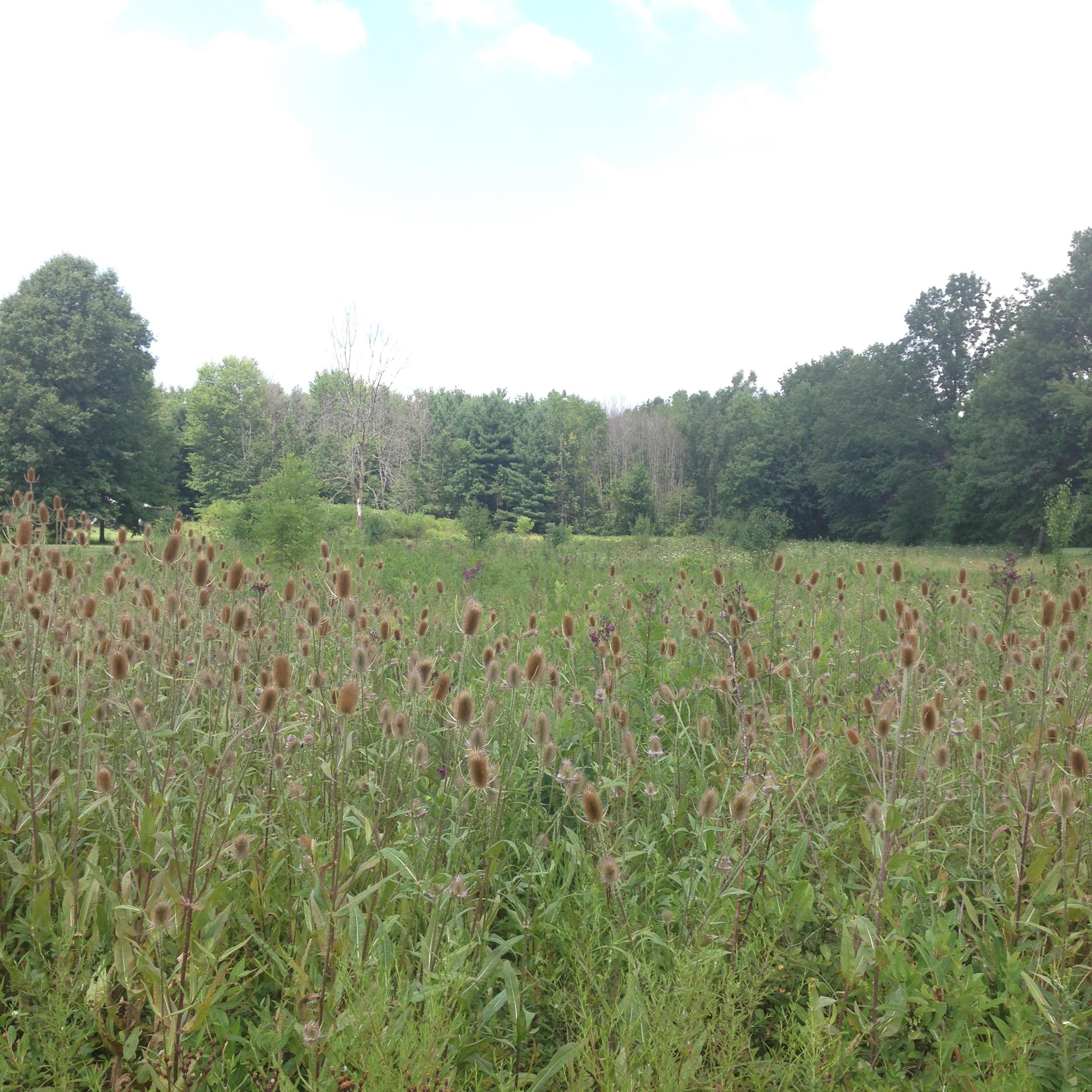 0 Big Walnut Road Galena, OH 43021 - Photo 2 of 2