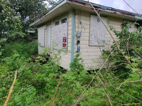 a view of a backyard with plants and large trees