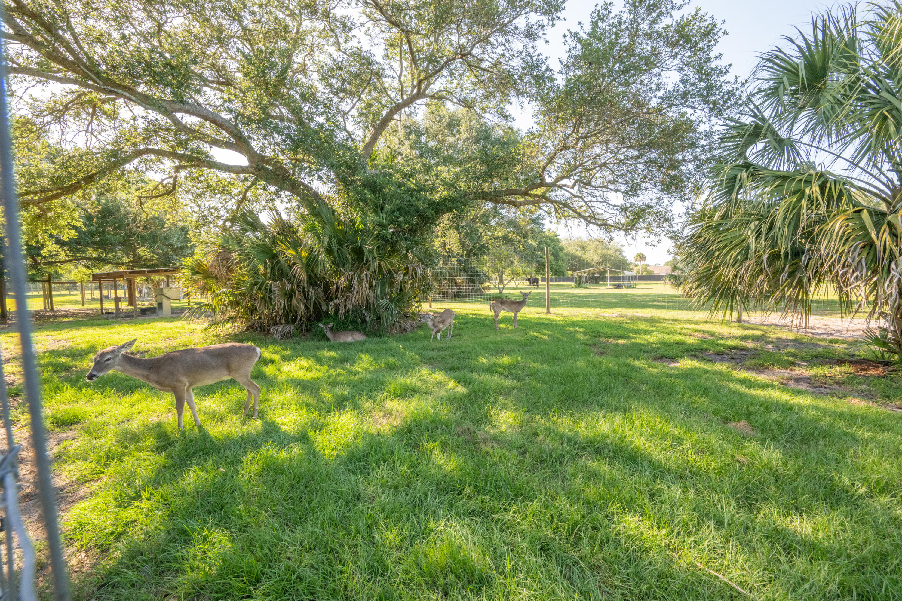 4600 Dixie Way Mims, FL 32754 - Photo 48 of 86 a view of yard with swimming pool and green space