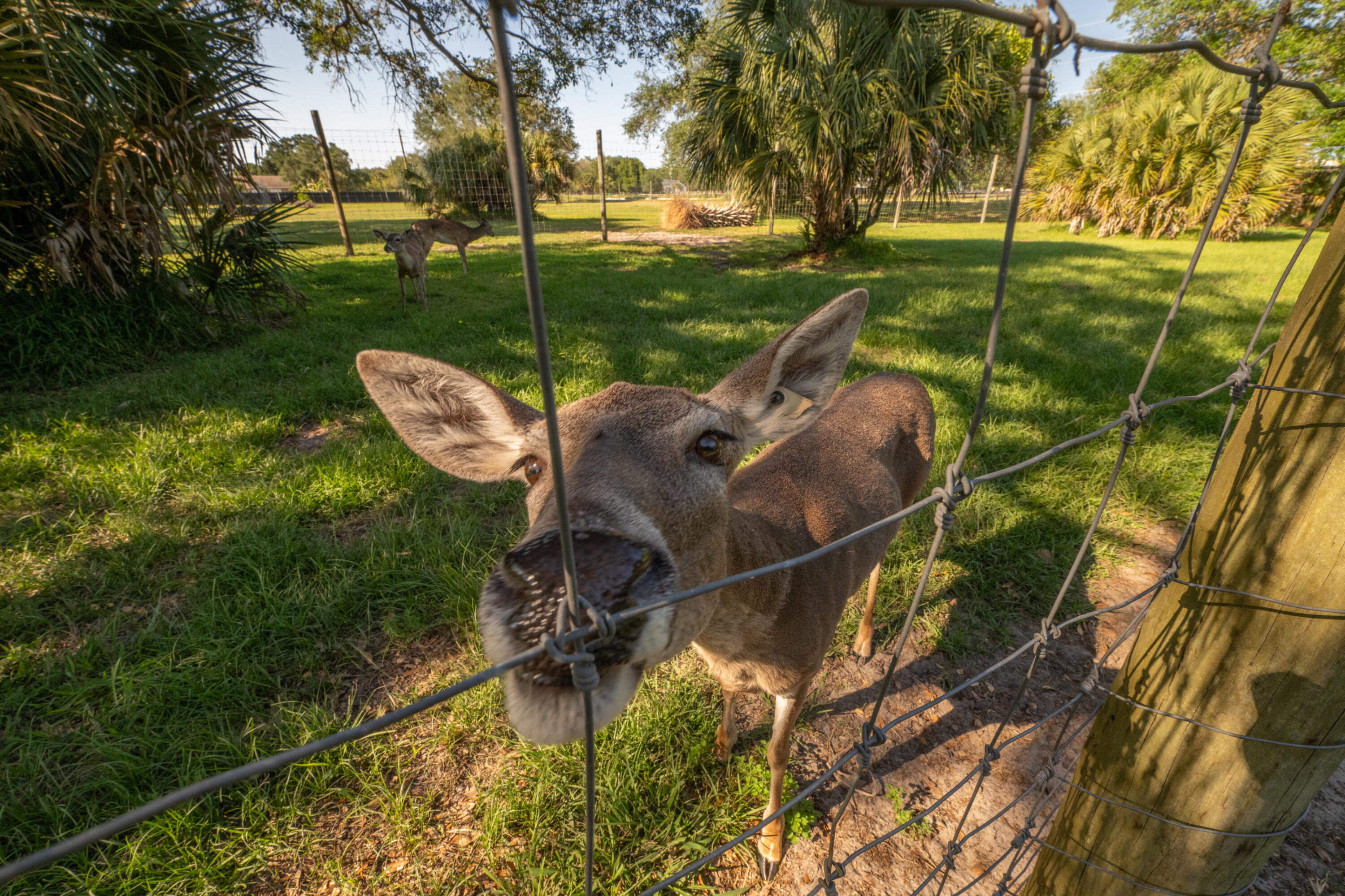 4600 Dixie Way Mims, FL 32754 - Photo 71 of 86 JCP_3258
