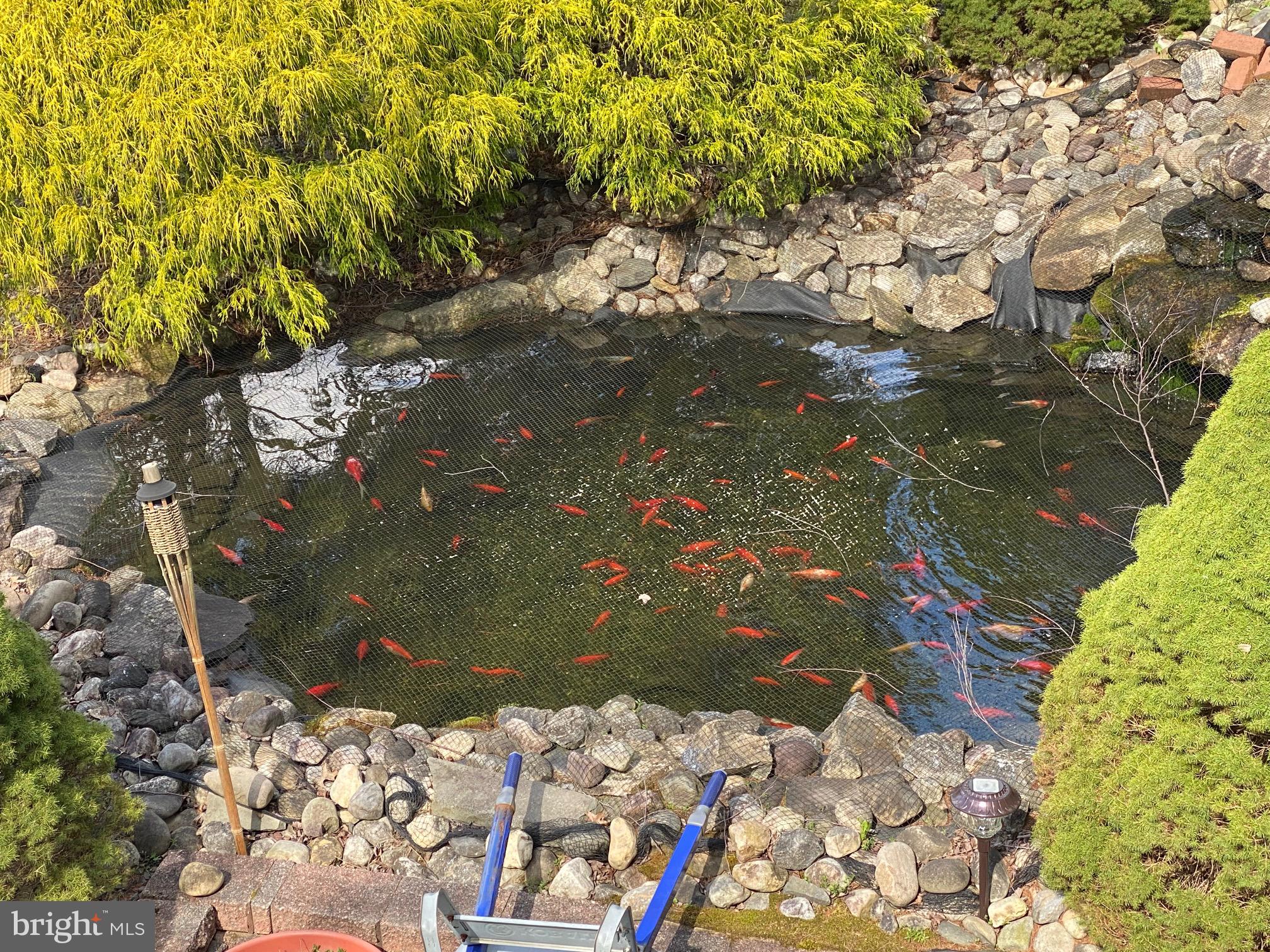 131 Hope Road Holland, PA 18966 - Photo 42 of 55 a close up of a tree