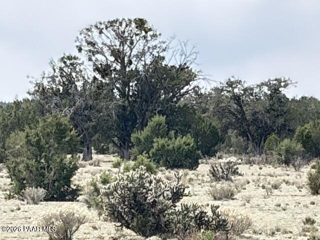595 Ravens Rest Seligman, AZ 86337 - Photo 15 of 22 a view of a yard with a tree