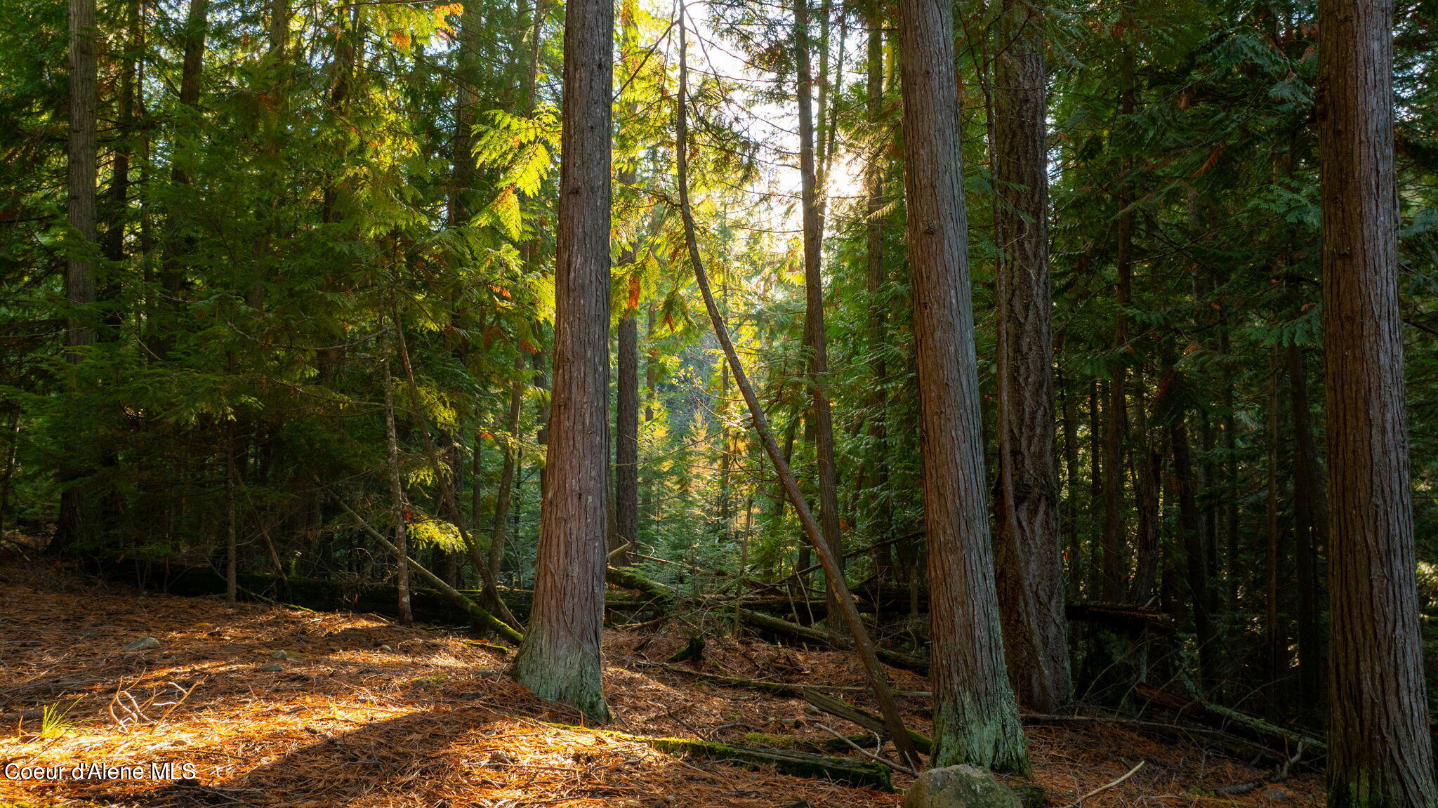 9816 Bottle Bay Road Sagle, ID 83860 - Photo 19 of 21 Aerial 18