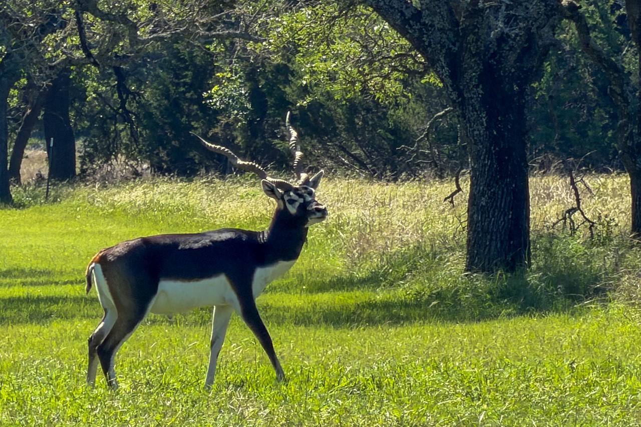 224 Blackbuck Rdg Drive Lampasas, TX 76550 - Photo 34 of 39 Community Mascot