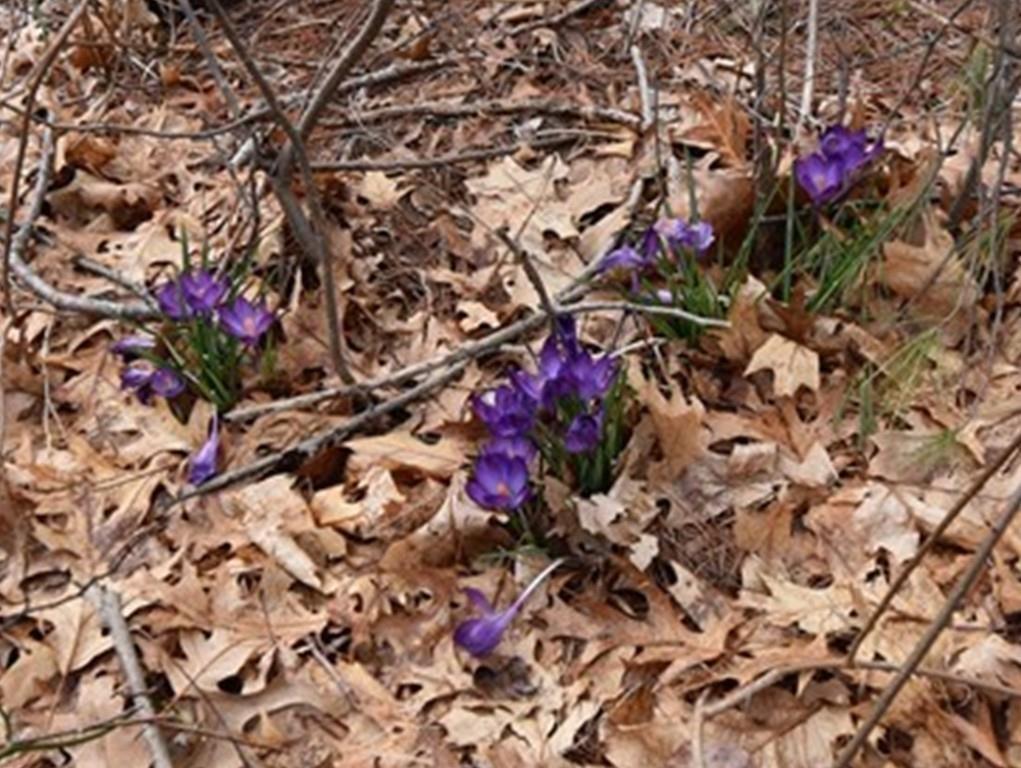 24 Hickory Road Halifax, MA 02338 - Photo 12 of 42 Gallery Image 12