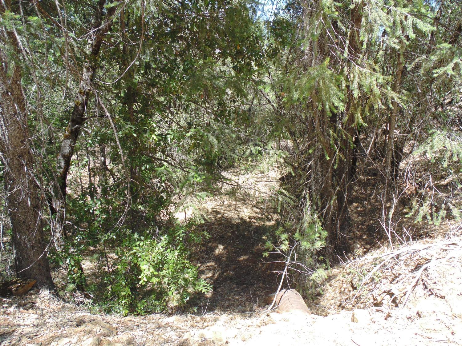 35 Balderston Road Georgetown, CA 95634 - Photo 6 of 37 a view of a yard with a tree