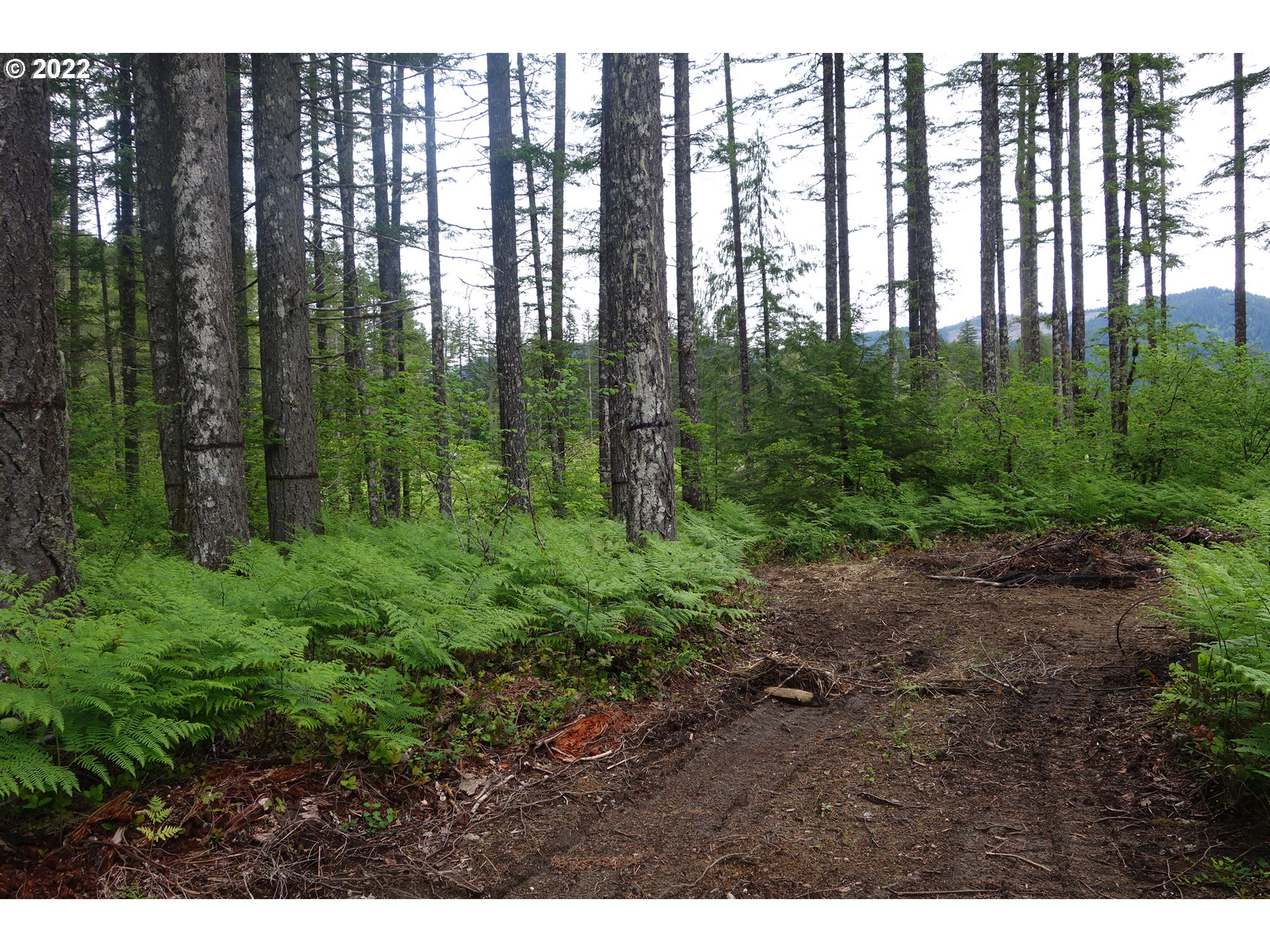 103 Hemlock Road Carson, WA 98610 - Photo 3 of 9 Gallery Image 3
