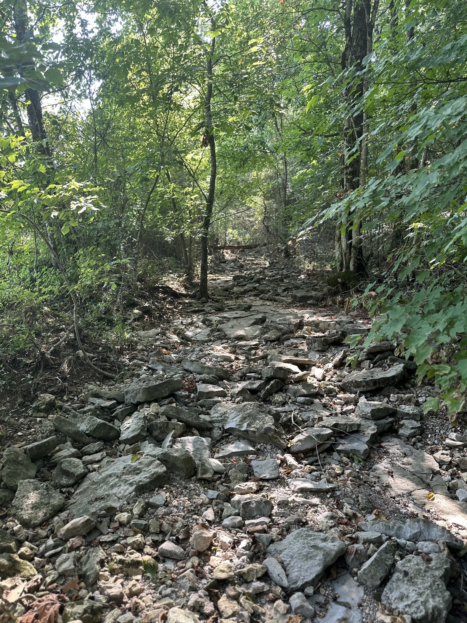 0 McClanahan Road Hartsville, TN 37074 - Photo 11 of 11 a view of a forest with lots of trees