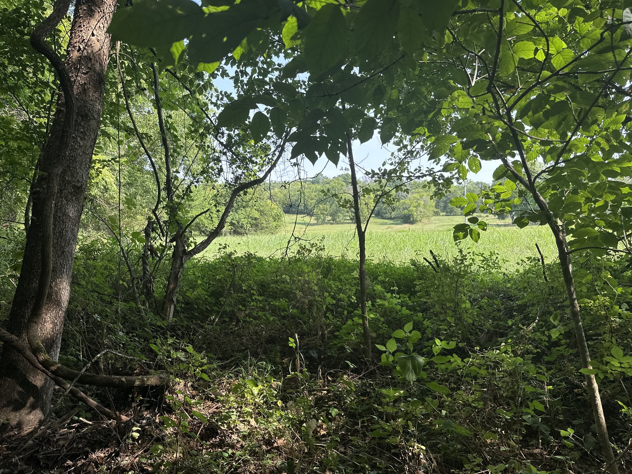 0 McClanahan Road Hartsville, TN 37074 - Photo 4 of 11 a view of yard