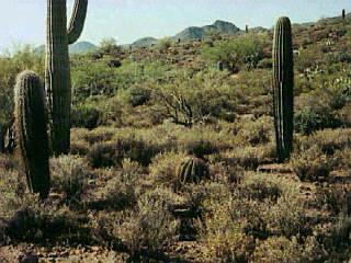 4025 West Gerhart Road Tucson, AZ 85745 - Photo 4 of 4