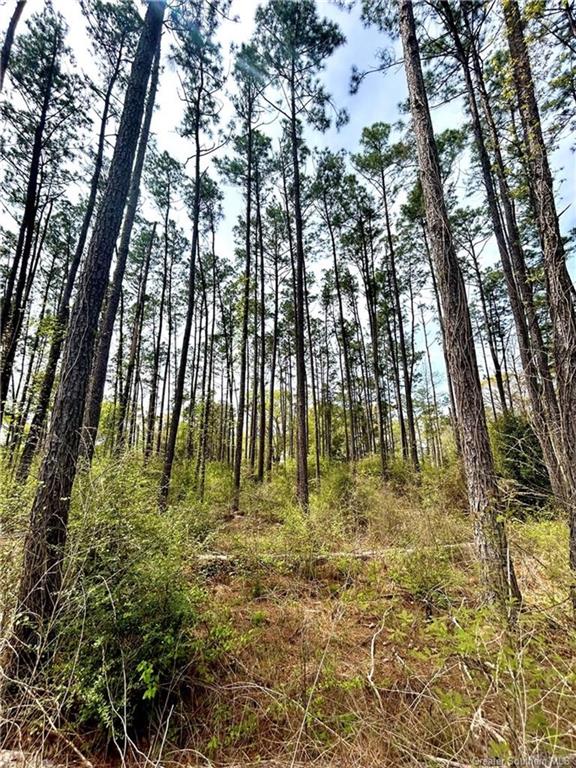 0 Fish Hole Loop Merryville, LA 70653 - Photo 5 of 7 Gallery Image 5