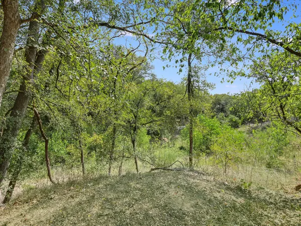 a view of a tree in a yard