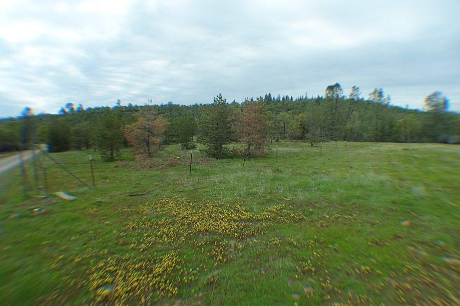 29464 Big Spring Road Whitmore, CA 96096 - Photo 11 of 36 old christmas tree farm