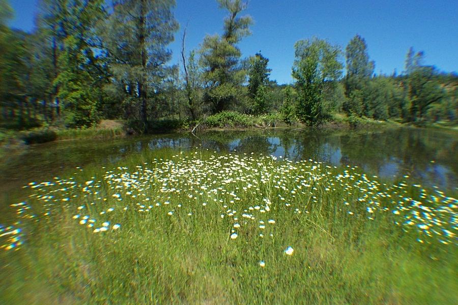 29464 Big Spring Road Whitmore, CA 96096 - Photo 35 of 36 pond