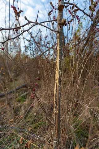 $269,900 | 805 East Outer Belt Road, Greenwood, MO 64034