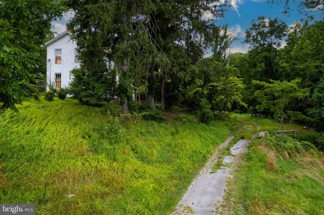 a view of a lush green space