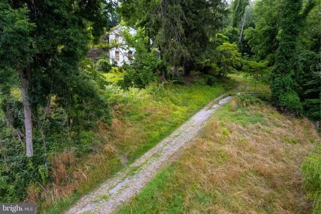 a view of a lush green forest