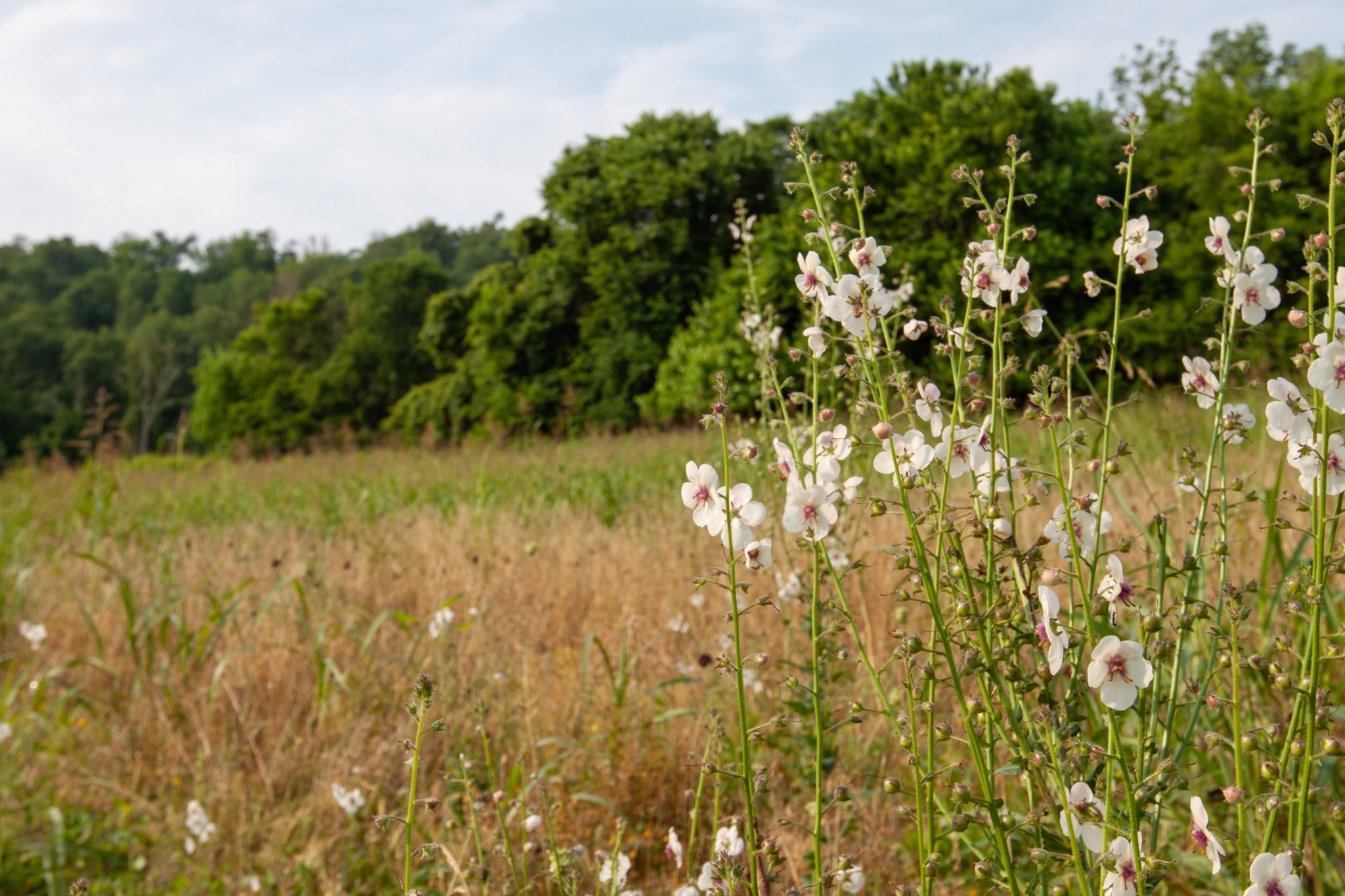 6180 Southeast Tater Peeler Road Lebanon, TN 37090 - Photo 20 of 41