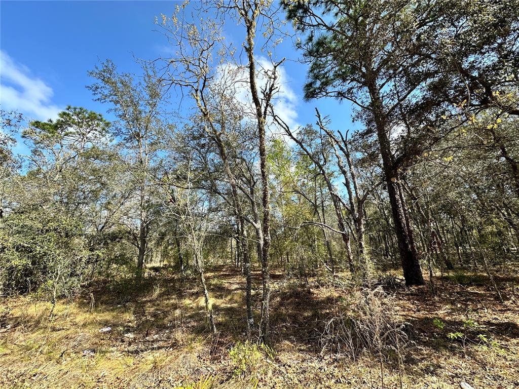 Tbd Northeast 68th Street Williston, FL 32696 - Photo 4 of 8