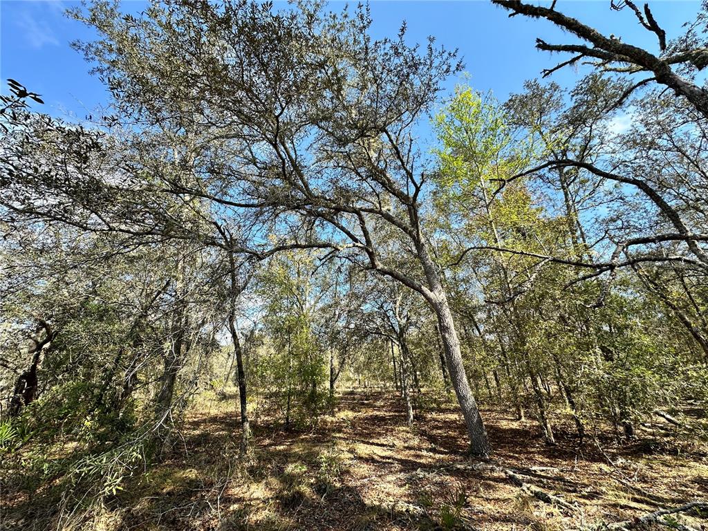 Tbd Northeast 68th Street Williston, FL 32696 - Photo 6 of 8