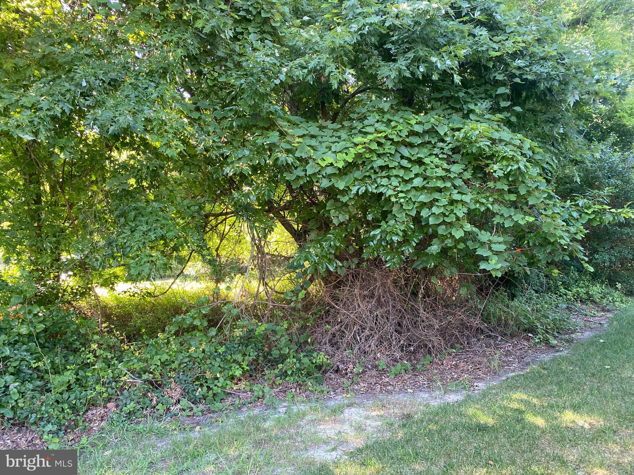 31033 Boatyard Road, Unit 1 Ocean View, DE 19970 - Photo 24 of 24 view to the back is wooded