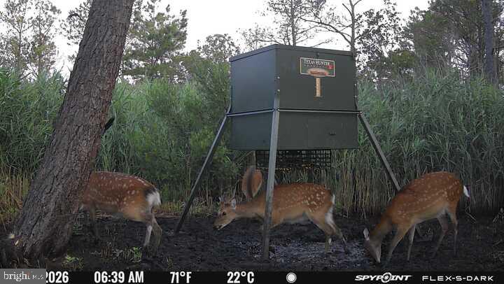 3241 Robbins Road Crapo, MD 21626 - Photo 2 of 49 Deer gathering at feeding station.
