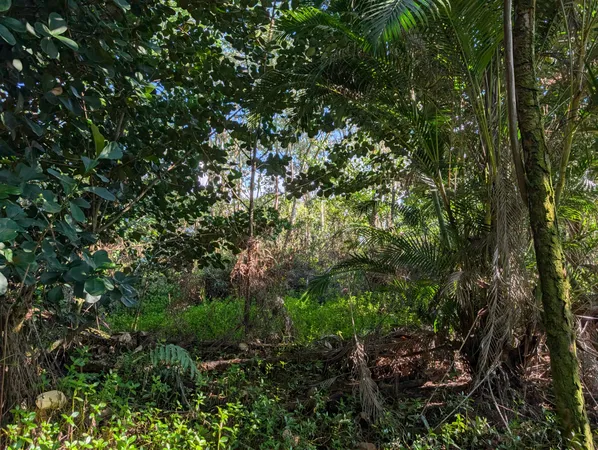 a view of a garden with plants