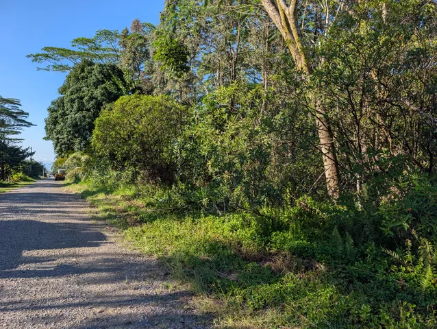 a view of a yard with plants and a large tree